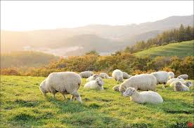 Nông trại cừu Daewallyeong